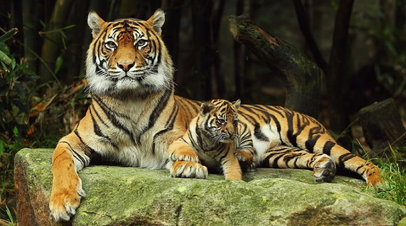 El número de tigres en el mundo se ha duplicado