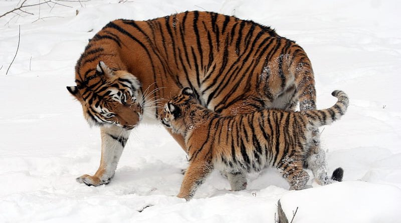 New Age Noticias - El número de tigres en el mundo se ha duplicado